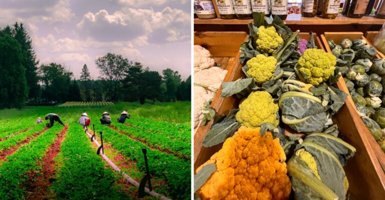 This Rural Massachusetts Farm Stand Sells Fresh Produce Straight From Its Own Fields