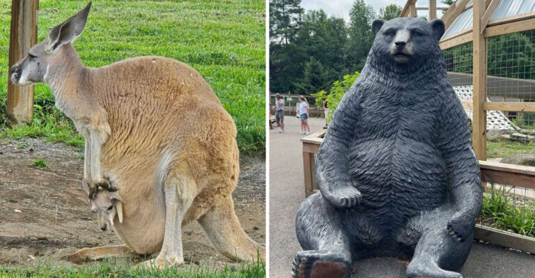 The New York Farm Where You Can Meet Kangaroos, Sloths And Capybaras Up Close